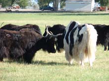 Picture of Yaks Courting