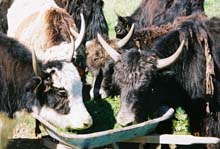 Picture of heifers having lunch