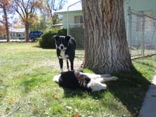 Picture of Roo and Kota