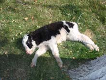 Picture of Roo taking nap