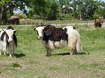 Black Royal Yak Cow